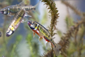 Images Dated 12th April 2009: Minnow - adults in full breeding condition photographed underwater