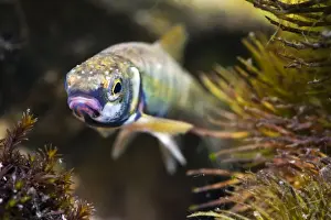 Natural World Prints: Minnow - Single adult in breeding condition photographed underwater