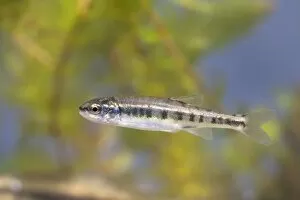 Minnow - Single juvenile photographed underwater