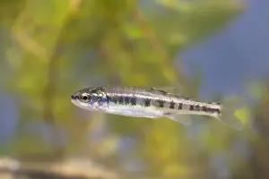 Natural World Prints: Minnow - Single juvenile photographed underwater, Wiltshire, England, UK