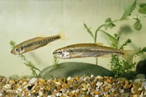 Minnows