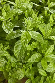 Mint Prints: Mint - close-up of leaves
