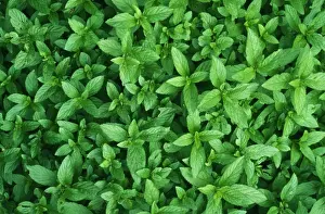 Mint Prints: Mint JPF 7964 Culinary Herb Mentha piperira © Jean-Paul Ferrero / ARDEA LONDON