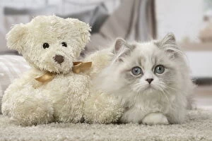 Minuet Cat indoors with teddy bear