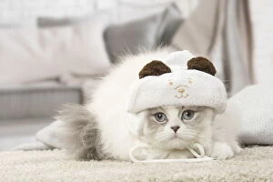 Minuet Cat indoors wearing hat