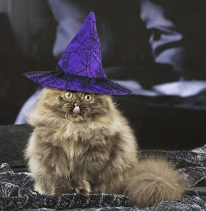 Minuet cat indoors with witches hat