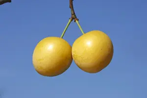 Mirabelle Plum. Prunus x domestica