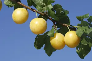 Edible Prints: Mirabelle Plum Prunus x domestica
