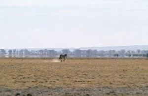 Images Dated 7th January 2008: Mirage - with Zebra in foreground. However The water & trees were not there. Amboseli, Kenya