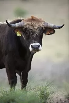 Mirandesa Bull - traditional Portugese breed, kept mainly for beef production