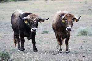 Mirandesa Cattle - Bull and cow, traditional Portugese breed, kept mainly for beef production