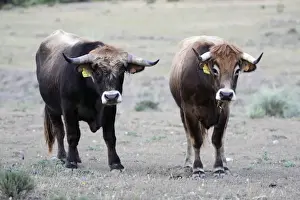 Tagged Prints: Mirandesa Cattle - Bull and cow