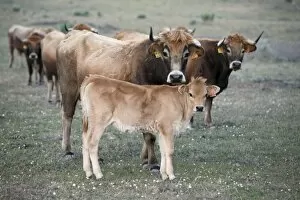 Mirandesa Cattle - cow with calf, traditional Portugese breed, kept mainly for beef production