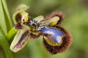 Mirror Orchid - close up - Spain