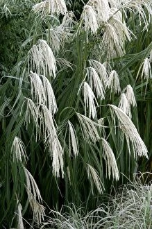 Plant Textures Collection: Miscanthus sinensis 'Graziella' - frosted in winter border. Kent - UK. November