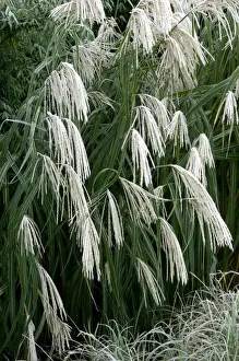 Grasses Prints: Miscanthus sinensis Graziella - frosted in winter border. Kent - UK. November