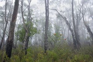 Images Dated 29th October 2008: Mist in Eucalypt forest - with bright red blossoms of the Waratahs