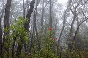 Mist in Eucalypt forest - with bright red blossoms of the Waratahs