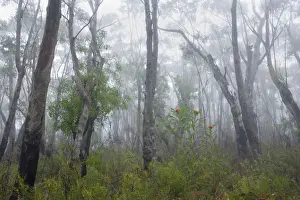 Eucalypt Prints: Mist in Eucalypt forest - a misty morning in an eucalypt forest near Perrys Lookdown