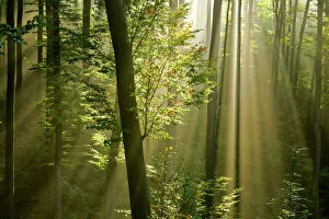 Beech Collection: Mist in forest sunrays breaking through autumn forest Baden-Wuerttemberg, Germany