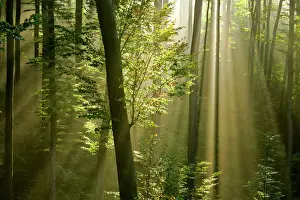Scenery Prints: Mist in forest sunrays breaking through autumn forest Baden-Wuerttemberg, Germany
