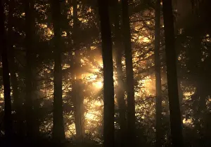 Sun Rays Prints: Mist in forest sunrays breaking through mist Baden-Wuerttemberg, Germany