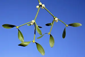 Misteltoe - Detailed study of ripe berries and leaves. Lower Saxony, Germany