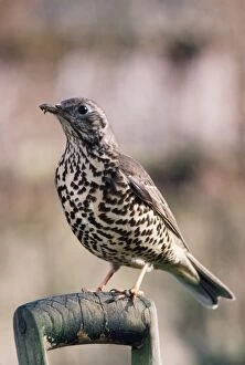 Images Dated 26th July 2007: Mistle Thrush
