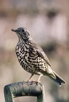 Mistle Thrush