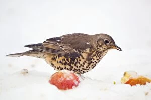 Images Dated 6th January 2010: Mistle Thrush - with apple in snow - winter