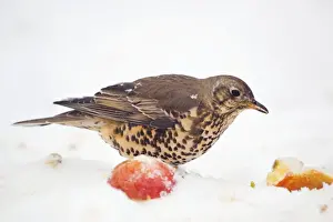 Thrushes Prints: Mistle Thrush - with apple in snow - winter - Cornwall - UK
