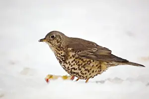 Thrush Prints: Mistle Thrush - with apple in snow - winter - UK