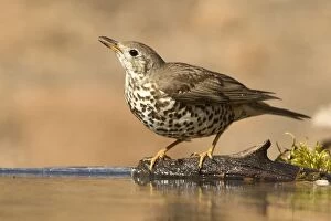 Images Dated 26th February 2012: Mistle Thrush - drinking at pool