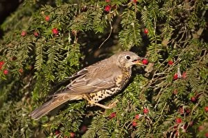 Images Dated 19th October 2011: Mistle Thrush - eating yew berries