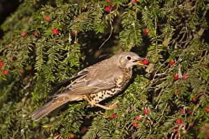 Bush Prints: Mistle Thrush - eating yew berries Yorkshire - UK