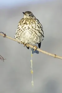 Thrushes Prints: Mistle Thrush - excreting mistletoe berry seeds, Lower Saxony, Germany