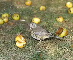Thrush Prints: Mistle Thrush - feeding on apples in winter - Sussex - UK