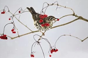 Images Dated 4th January 2009: Mistle Thrush - feeding on Guelder Rose berries in winter, Lower Saxony, Germany