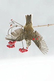 Images Dated 7th January 2009: Mistle Thrush - feeding on Guelder Rose berries, winter, Lower Saxony, Germany
