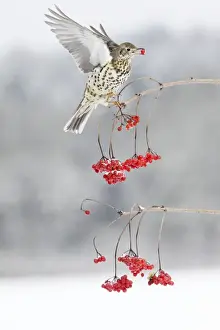 Mistle Thrush - feeding on Guelder Rose berries, winter, Lower Saxony, Germany