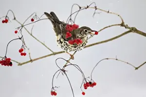 Mistle Thrush - feeding on Guelder Rose berries in winter, Lower Saxony, Germany