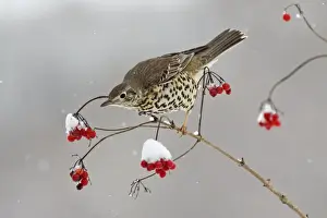 Mistle Thrush - feeding on Guelder Rose berries in winter, Lower Saxony, Germany