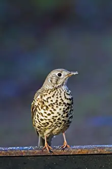 Thrushes Prints: Mistle Thrush - on fence - Bedfordshire UK 8775