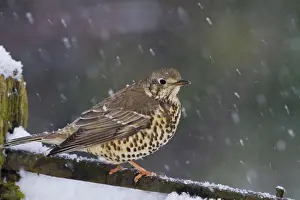 Thrushes Prints: Mistle Thrush - on gate in falling snow - Bedfordshire UK 8772