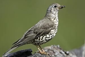 Images Dated 13th May 2005: Mistle Thrush - With grub in beak Northumberland, England