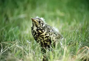 Thrushes Prints: Mistle Thrush - juvenile in grass