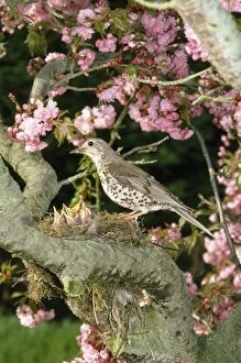 Images Dated 6th May 2008: Mistle Thrush - at nest with young