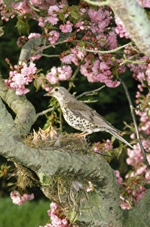 Mistle Thrush - at nest