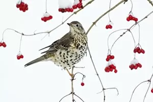 Mistle Thrush - perched on branch of Guelder Rose bush, winter