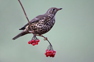 Images Dated 1st February 2005: Mistle Thrush - Perched on Guelder Rose branch with berries in garden, winter. Lower Saxony, Germany
